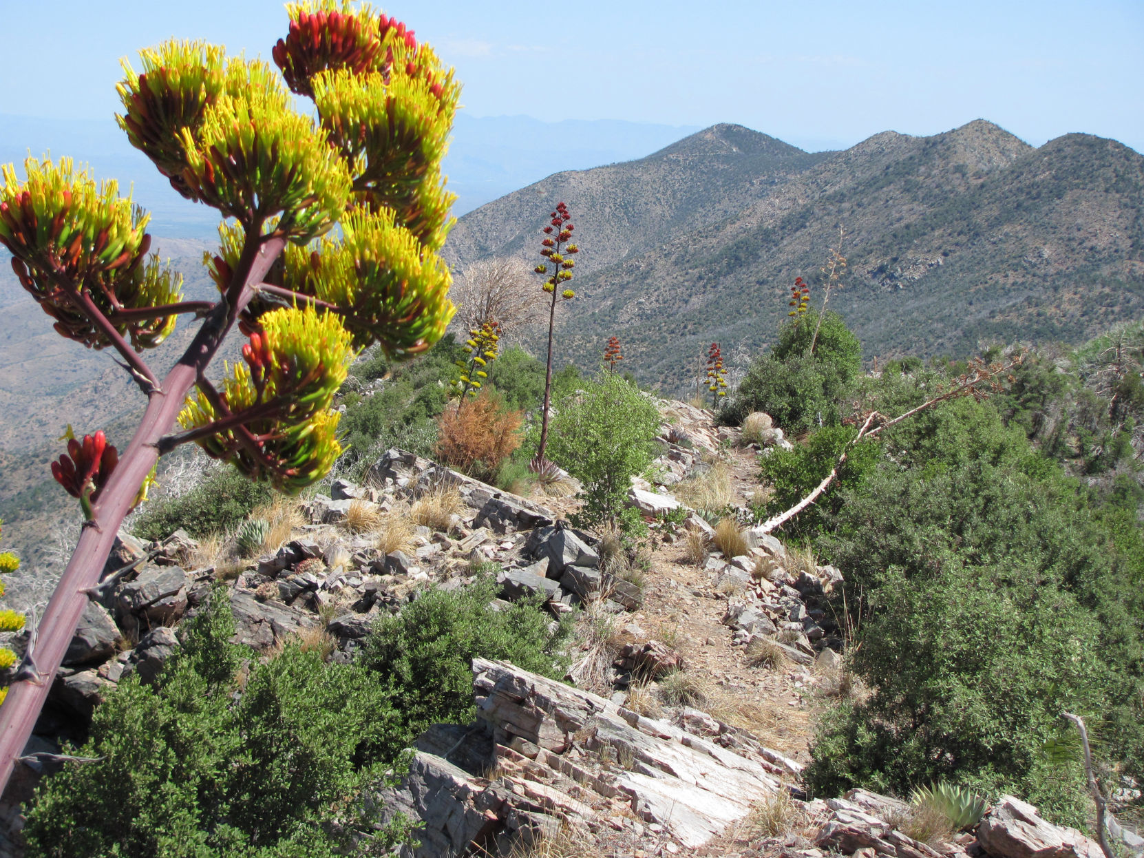 Trails on the eastern slopes of the Santa Catalina Mountains